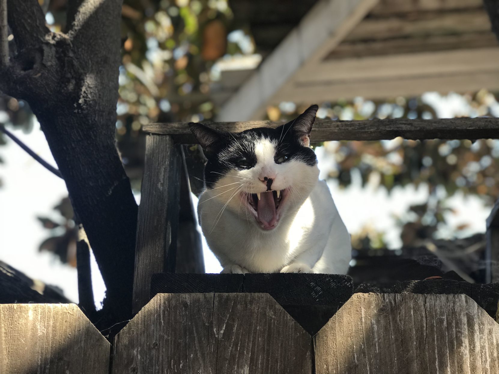 Callie